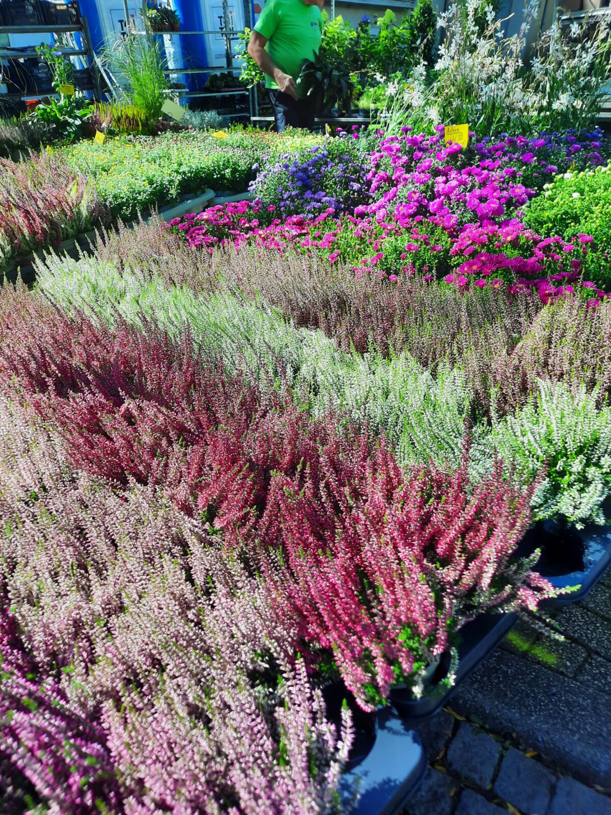 Frischemeile im „Dorf“ mit verkaufsoffenem Sonntag